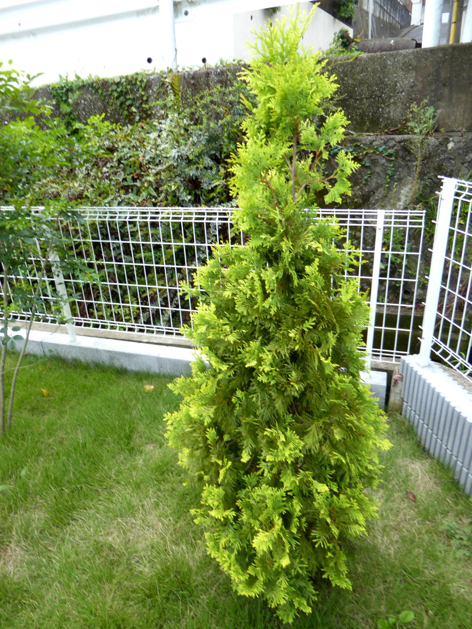 植栽